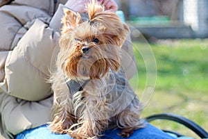 A cute shaggy dog sits in its ownerÃ¢â¬â¢s hand on a bench and looks at the camera photo